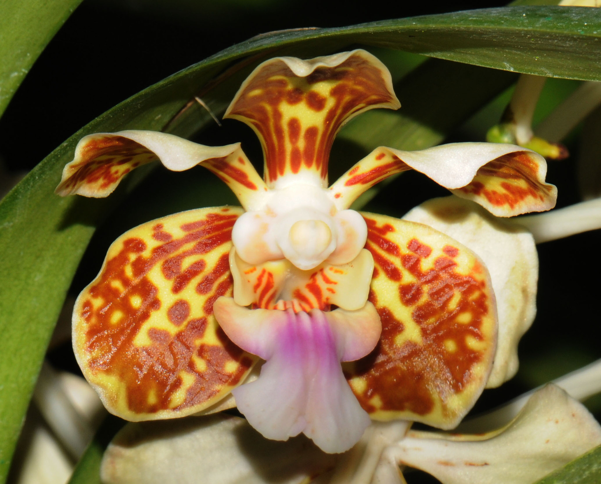 Vanda tricolor