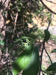 Neopringlea integrifolia