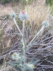 Cirsium neomexicanum