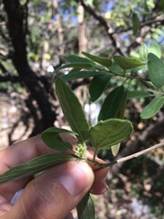 Neopringlea integrifolia