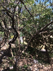 Neopringlea integrifolia