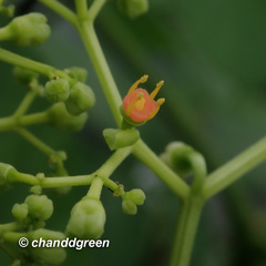 Causonis japonica