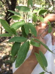 Neopringlea integrifolia