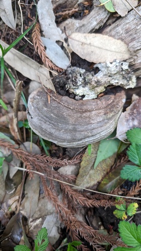Ganoderma applanatum