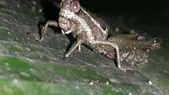 Ommatolampis perspicillata