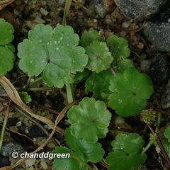 Hydrocotyle sibthorpioides