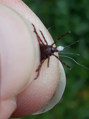 Dermacentor variabilis