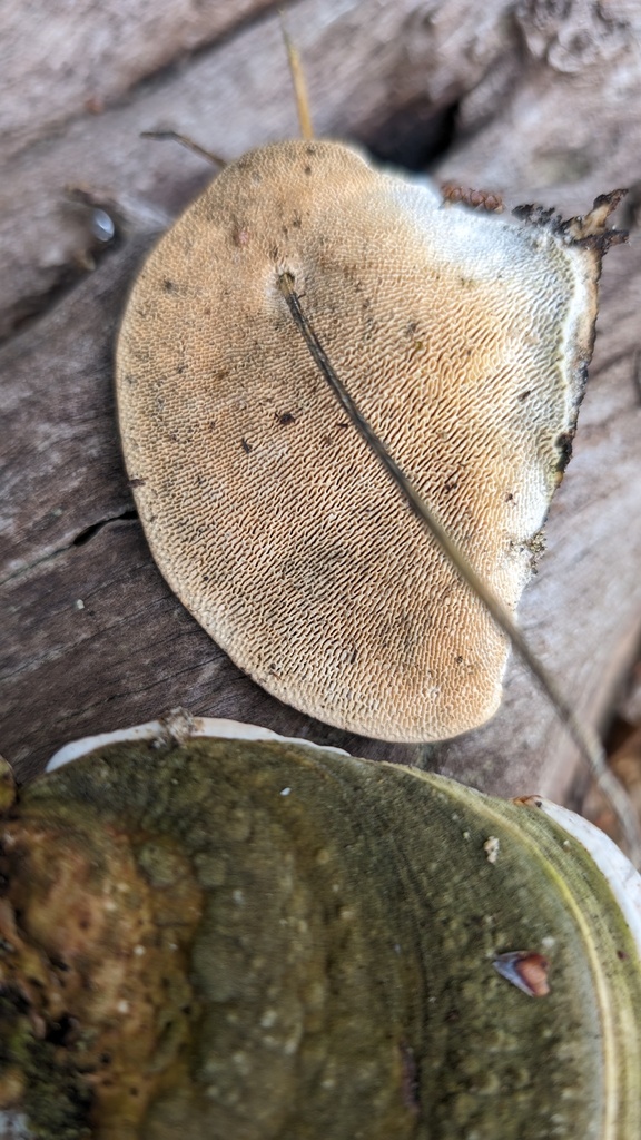 Trametes elegans · April 2024 · photo: © atsushi_nakajima_cirque (iNaturalist, cc-by)
