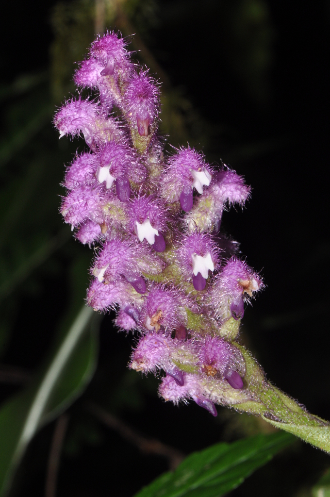 Cynorkis villosa