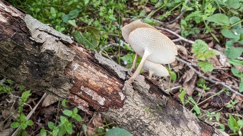 Lentinus arcularius