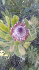 Protea compacta × susannae