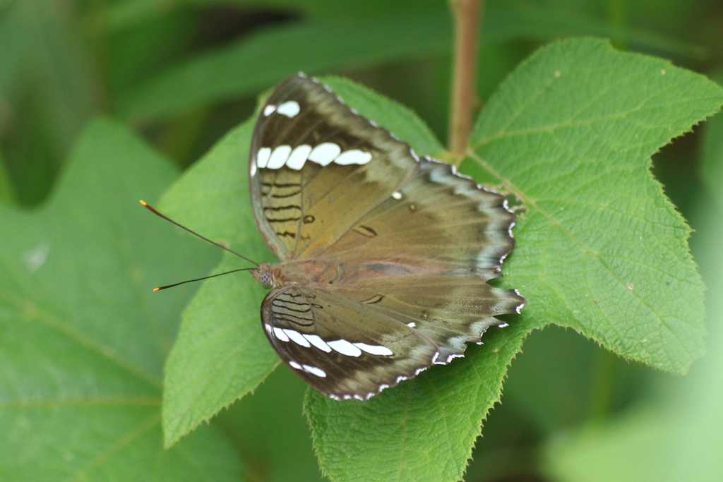Euthalia narayana