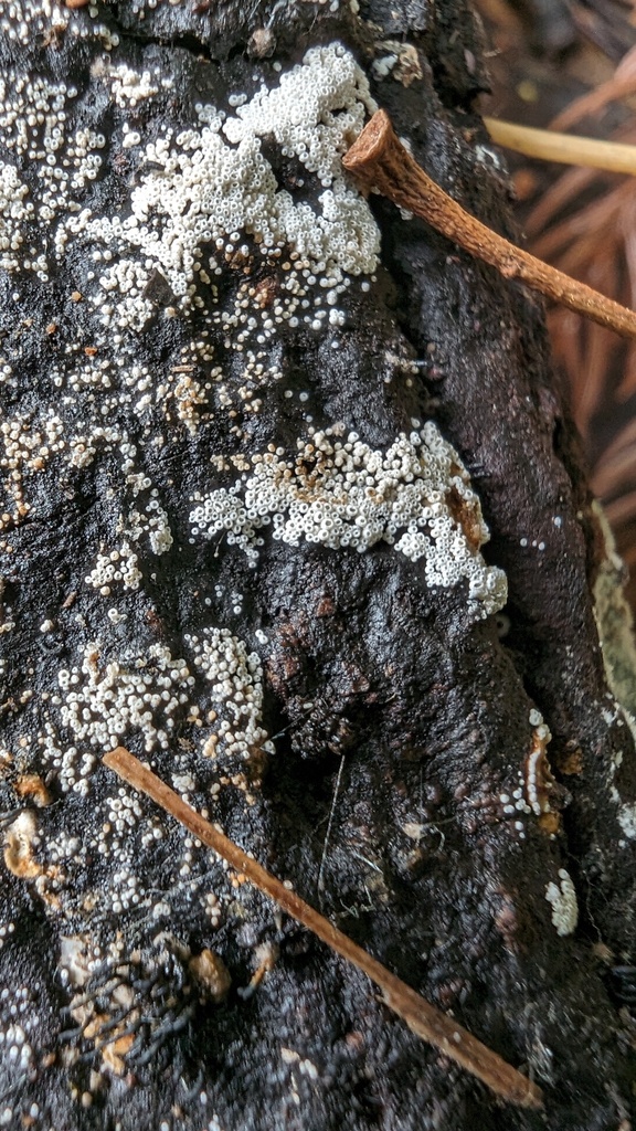 Henningsomyces candidus · April 2024 · photo: © atsushi_nakajima_cirque (iNaturalist, cc-by)