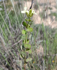 Biscutella auriculata, photograph (c) Noa, some rights reserved (CC BY)
