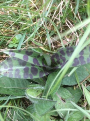 Dactylorhiza fuchsii