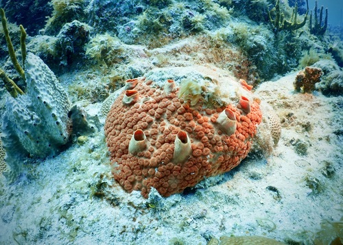 Encrusting Hydroid