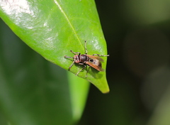 Ropalidia grandidieri