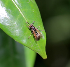 Ropalidia grandidieri