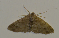 Paradarisa consonaria