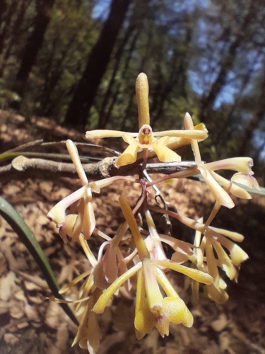 Epidendrum juergensenii Rchb.f.