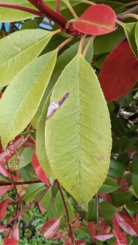 観察された菌類