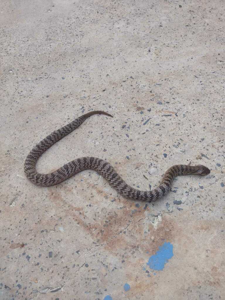 Ocellated Kukri Snake