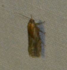 Eucosma cana