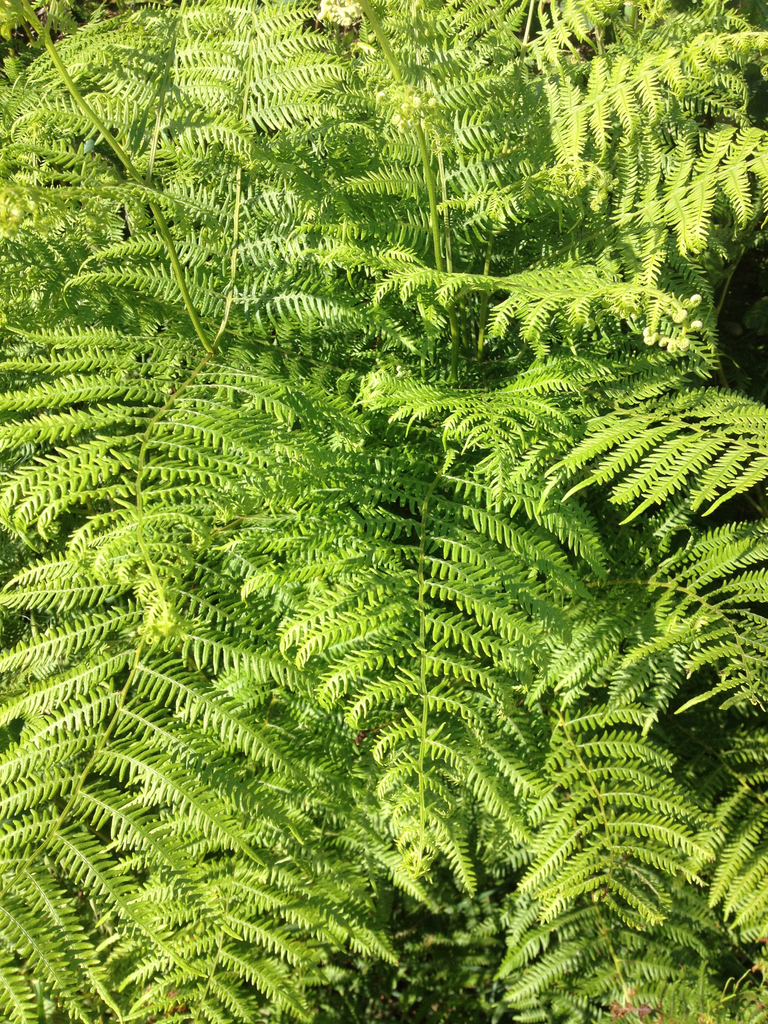 Common bracken