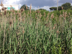 Phragmites australis