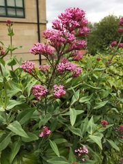 Centranthus ruber