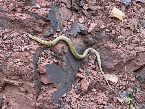 Yellow-spotted Keelback