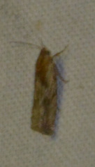 Eucosma cana