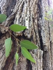 Eucalyptus cornuta