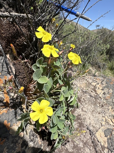Peruvian Fleshy Yellow-Sorrel