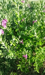 Leucophyllum frutescens