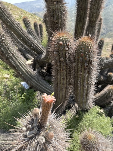Weberbauerocereus weberbaueri