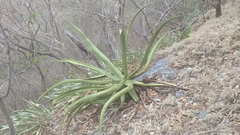 Agave kewensis