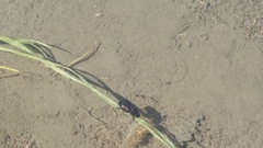 Ancognatha scarabaeoides