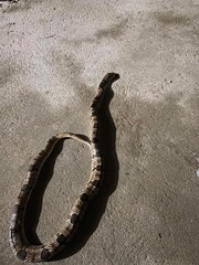 Ocellated Kukri Snake photo 2