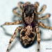 Flea Jumping Spider - Photo (c) Norm Townsend, some rights reserved (CC BY-NC-ND)