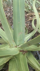 Agave kewensis