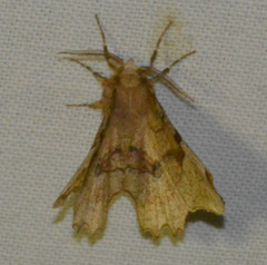Selenia lunularia