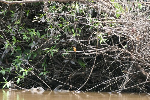 African Pygmy Kingfisher