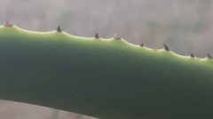 Agave kewensis