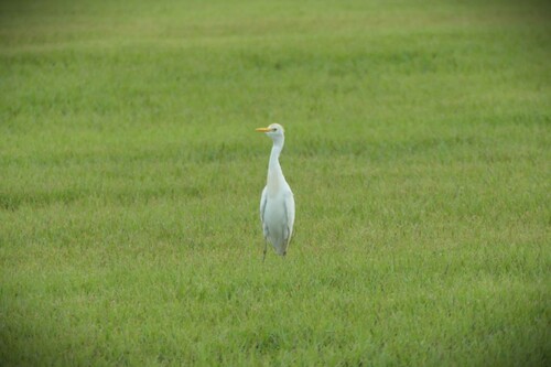 Western Cattle-Egret