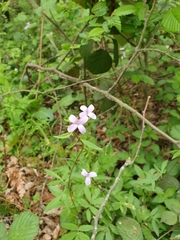Angiospermae