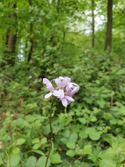 Angiospermae