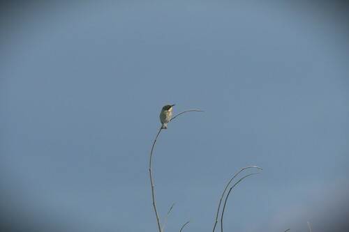 Blue-breasted Bee-eater