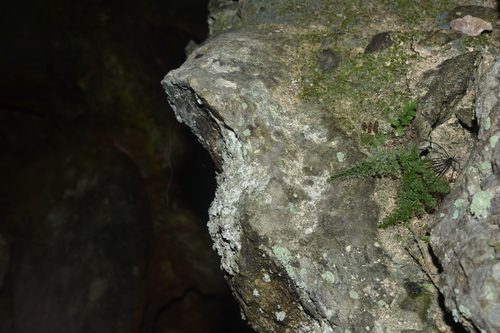 Asplenium coenobiale iNat (3)