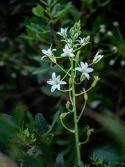 Ornithogalum narbonense